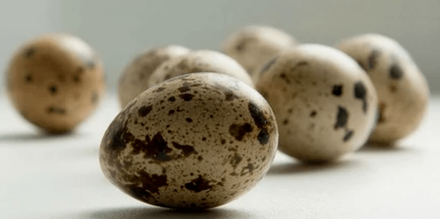 Potency quail